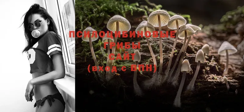 Псилоцибиновые грибы Psilocybine cubensis  Невьянск 